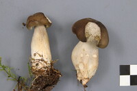 Tricholoma saponaceum image